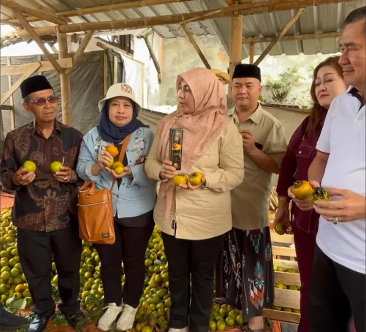 Meningkat Potensi Kesemek Kuningan